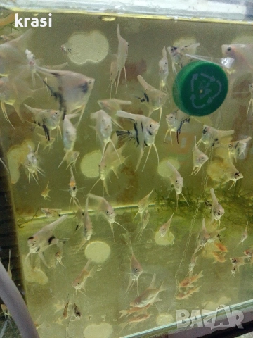 Декоративни рибки, скаларий. , снимка 5 - Рибки - 54359555
