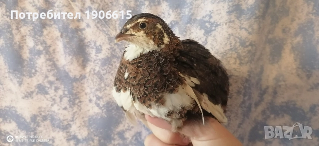Пъдпъдъчи яйца, оплодени и за консумация , снимка 10 - други­ - 54754648