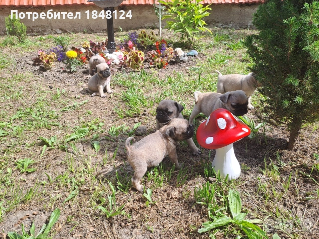 Продавам мопсчета , снимка 4 - Мопс - 54726343