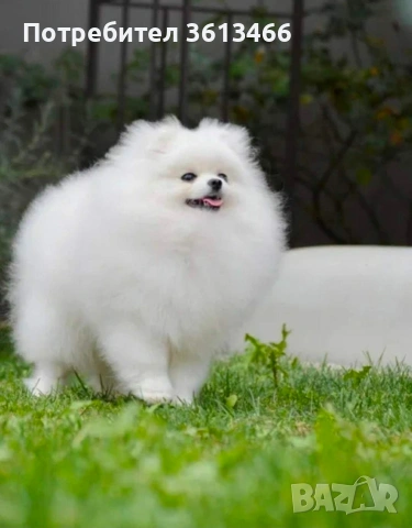 Померански шпиц ,померан ,малък шпиц, снимка 3 - Померан - 54004056