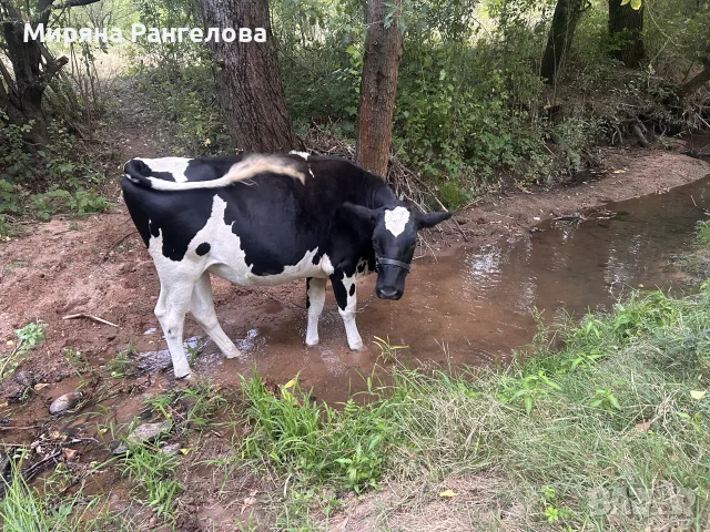 Продават се две женски телета порода Холщайн, снимка 2 - Крави - 55138383