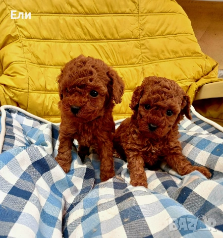 Той пудел- момиче и момче, снимка 2 - Пудели - 54181433