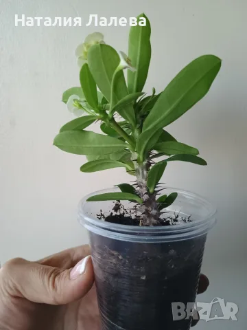 Бял Исусов венец, euphorbia milii, снимка 3 - Стайни растения - 55440544