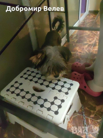 Продавам куче Йоркширски териер, снимка 3 - Йоркширски териер - 54151135