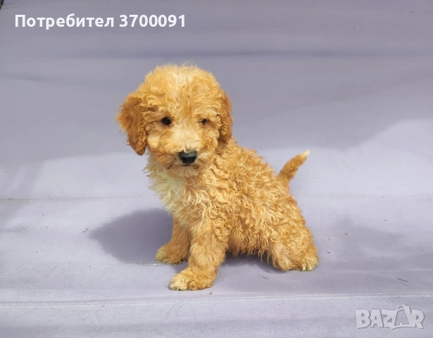 пудел / мини пудел , снимка 3 - Пудели - 54387042
