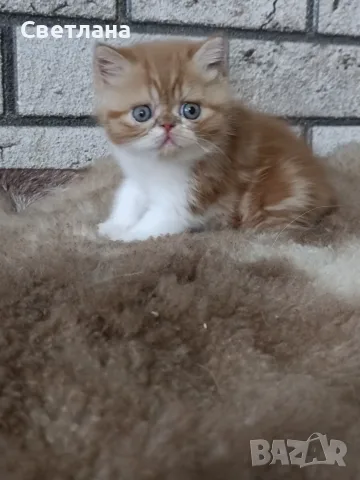 Екзотично късокосместо коте 😻, снимка 6 - Персийска - 55327112