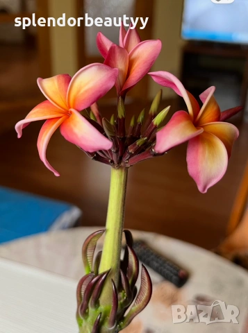 Плумерия (Frangipani) – Хавайско цвете