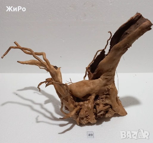 Корен от Азалия /декорация/ 49