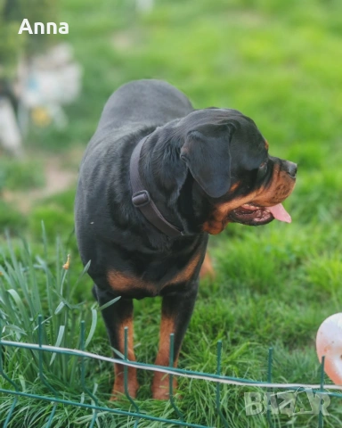 Мъжки ротвайлер эа разплод с родословие , снимка 5 - Ротвайлер - 54322655