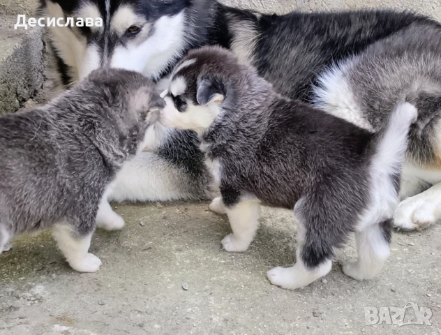  Хъски, снимка 16 - Хъски - 54180286