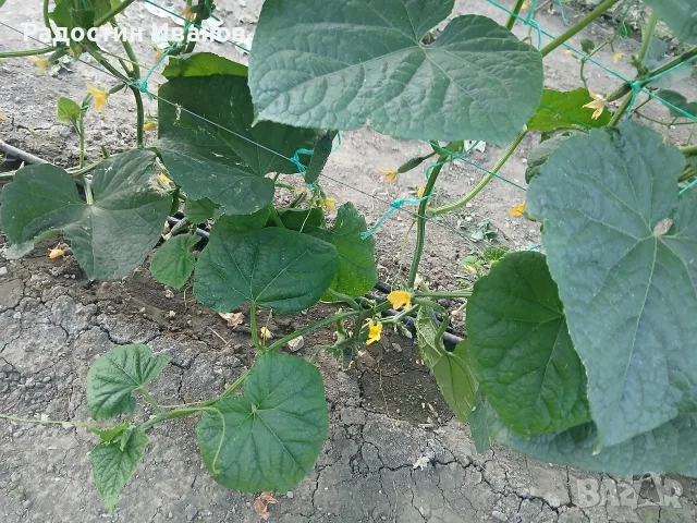 Продавам корнишони , снимка 3 - Разсади - 55360424