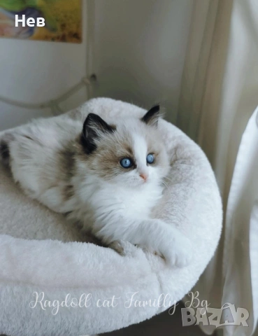 Ragdoll рагдол/регдол  котe , снимка 3 - Други - 51000590