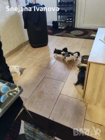 Джак Ръсел , снимка 2 - Джак ръсел териер - 53956844