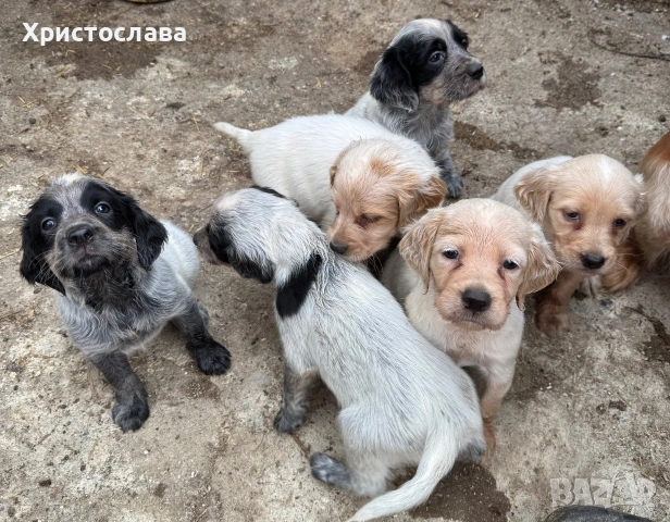 Бретон  шпаньол 