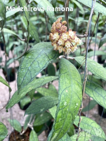 Hoya Хоя Finlaysonii sukirin