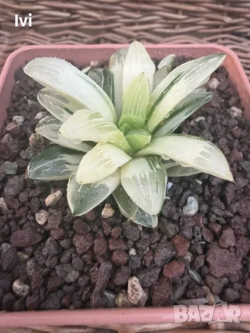 Рядка Вариегатна Хавортия (Haworthia retusa f. variegata) – Колекционерска, снимка 2 - Стайни растения - 55541299