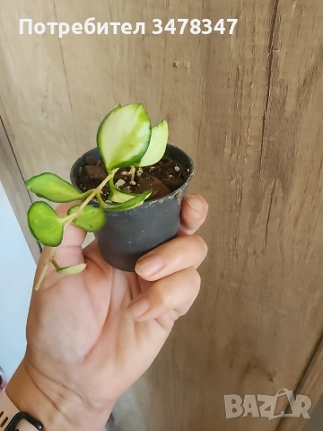 Хоя Heuschkeliana variegata, снимка 2 - Стайни растения - 55084912