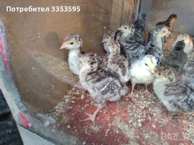 пуйчета и зайци, снимка 3 - Други - 54219142