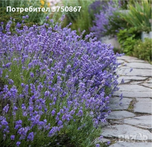 🌿💜 Лавандула сорт „Хемус“ , снимка 2 - Градински цветя и растения - 54888797