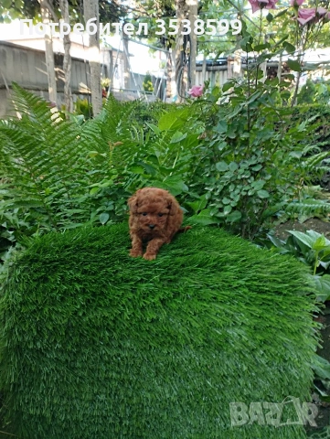 Той Пудел 