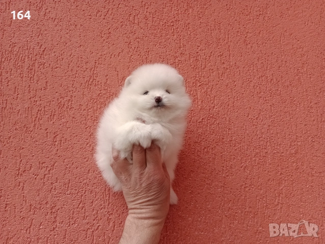 Померани. Бели  Померанчета, снимка 4 - Померан - 54162353