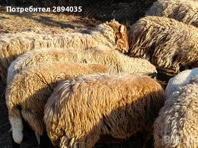 свободно цялото стадо , снимка 12 - Овце - 55697810