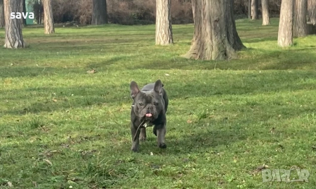 Френски булдог лилак син, снимка 5 - Френски булдог - 54225829