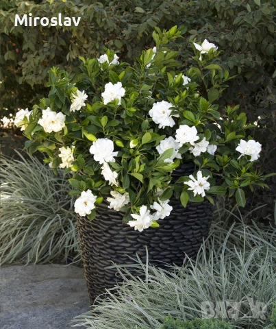 Гарденията (Gardenia jasminoides), снимка 5 - Градински цветя и растения - 55010988