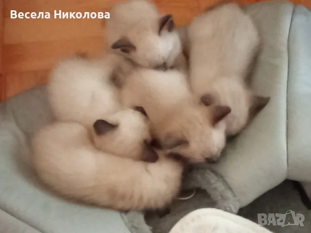 Сиамски котета, търсещи бъдещ дом 