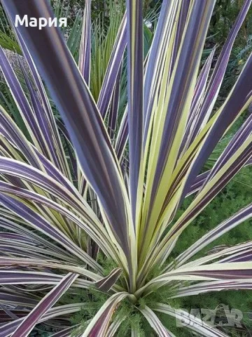 Кордилине неоново зелено/CORDYLINE ELECTRIC FLASH