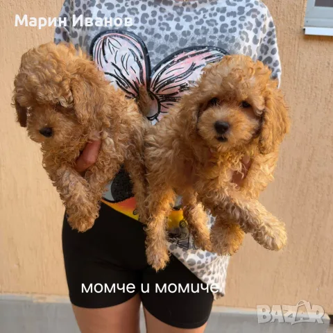 Мини пуделчета момче и момиче