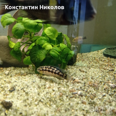 Calvus yellow julidochromis transcriptus mi, снимка 5 - Аквариуми - 54885922