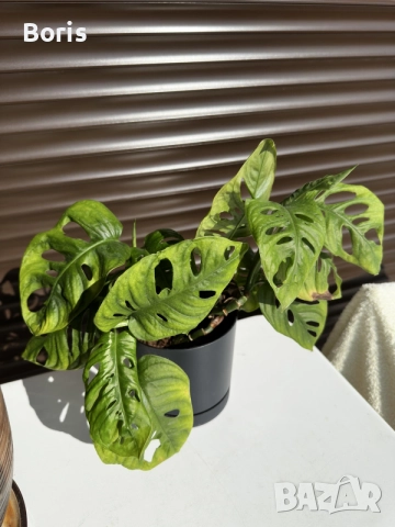 Monstera Adansonii (Монстера Адансонии), снимка 2 - Стайни растения - 55331669