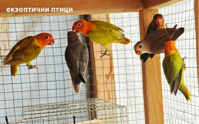 Свободни и неразделки , снимка 2 - Папагали - 54742712