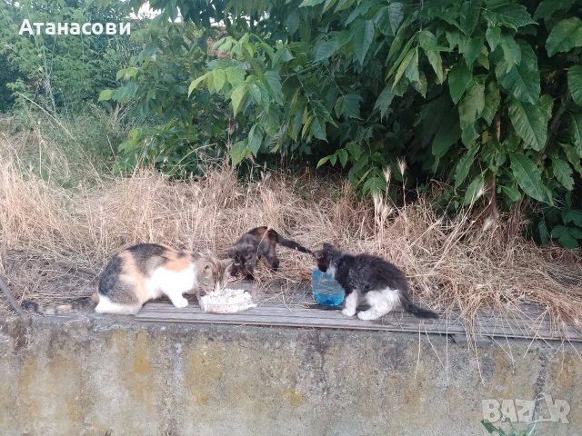 Подарявам котета 
