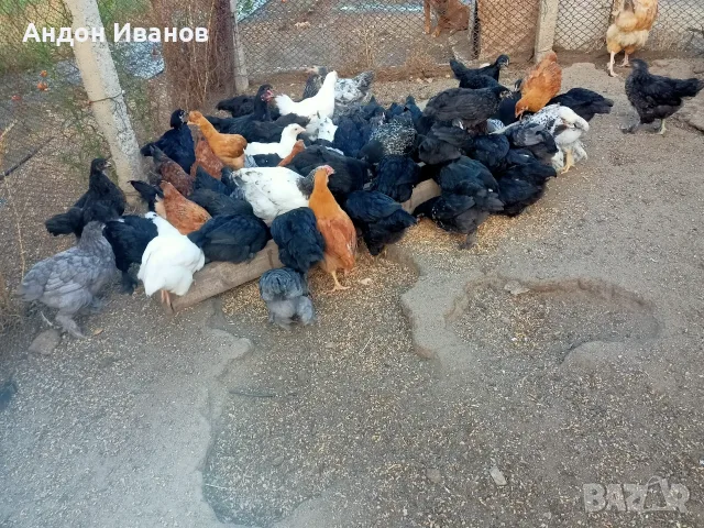 Пиленца(пилета) излюпени на 02.06.2026г.., снимка 13 - други­ - 55062573
