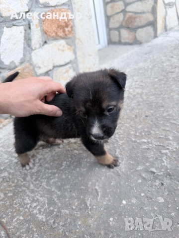 Подарявам мъжко кученце на около месец, снимка 6 - Други - 54114271