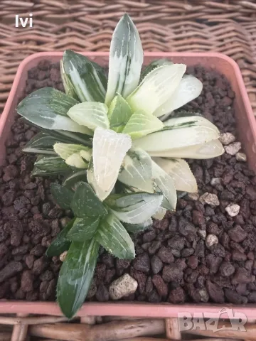 Рядка Вариегатна Хавортия (Haworthia retusa f. variegata) – Колекционерска, снимка 3 - Стайни растения - 55541196
