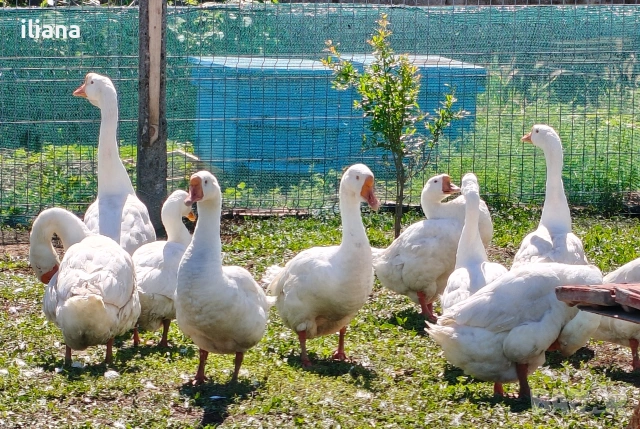 Продавам гъски Линда, снимка 9 - Патици и гъски - 54670620