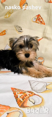 Продавам мъжко йоршински териер , снимка 7 - Йоркширски териер - 54251705
