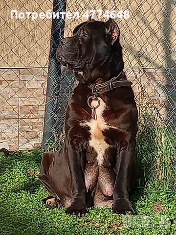 Продавам Кане Корсо чистокръвни САС ваксина, снимка 9 - Кане корсо - 54051351