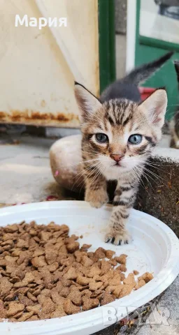 Подарявам  котенца , снимка 6 - Други - 55412587