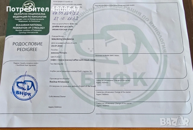Белгийски овчарки-Малиноа , снимка 12 - Белгийска овчарка - 54864926