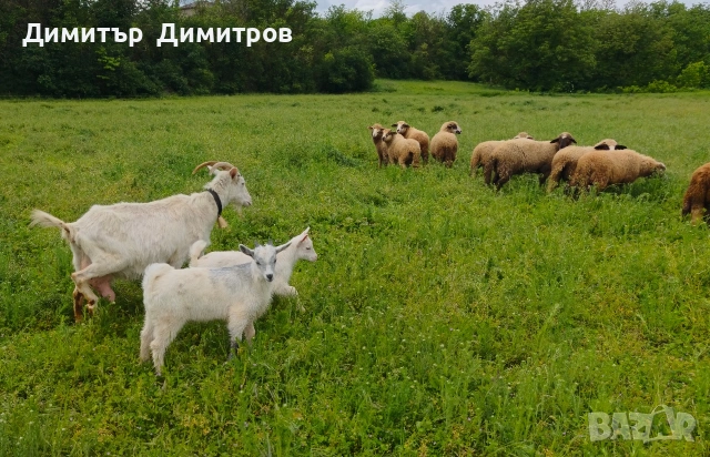 продавам 10 агнета ,коза и две ярета , снимка 7 - Овце - 54583764