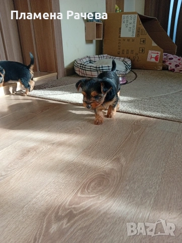 Йоркширски териер , снимка 3 - Йоркширски териер - 54261007