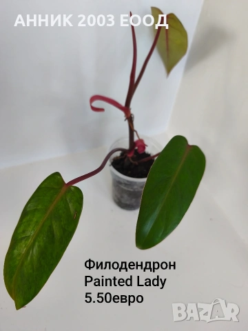 Стайни цветя , снимка 4 - Стайни растения - 55055266