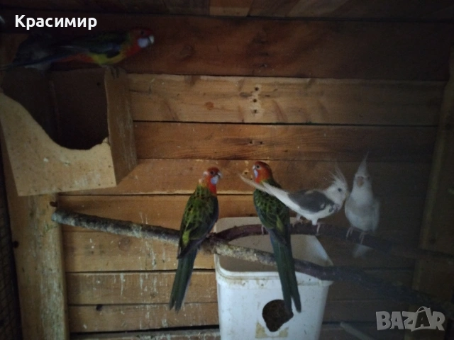 различни видове птици, снимка 9 - Папагали - 54680717