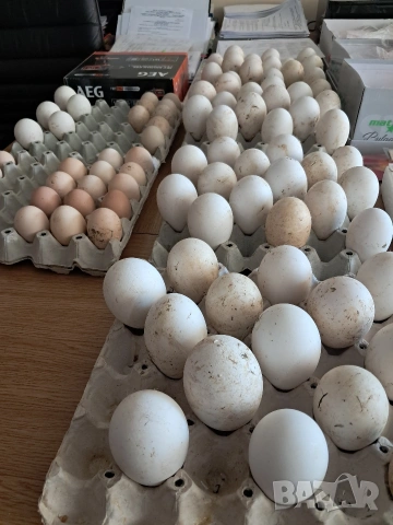Продавам яйца от гъски