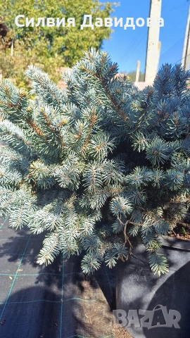 Глаука глобоза Glauca globosa, снимка 12 - Градински цветя и растения - 55227366