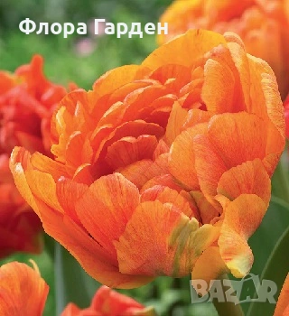 Луковици ЛАЛЕТА - Предварителни поръчки